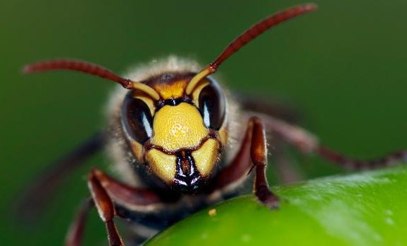 tips tegen wespen