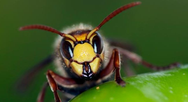 tips tegen wespen